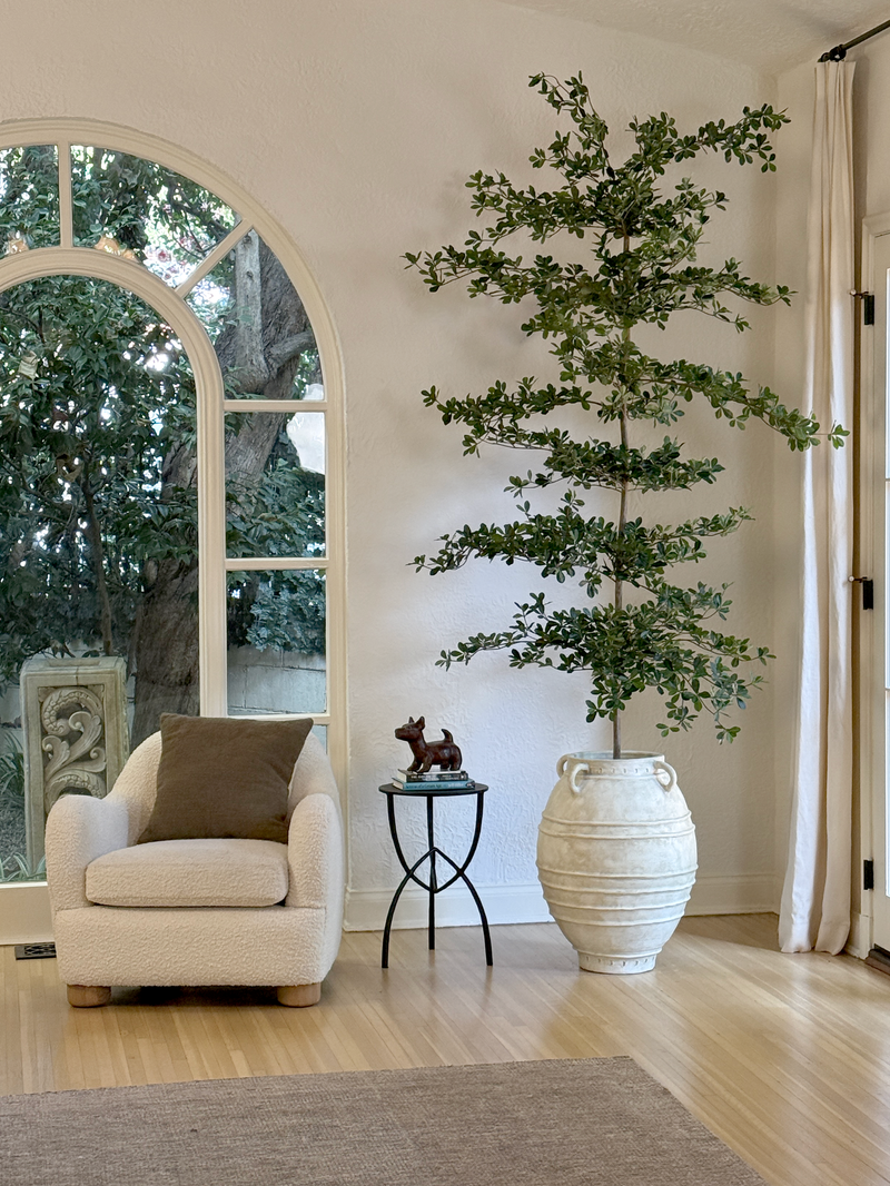 Shady Lady Olive Tree