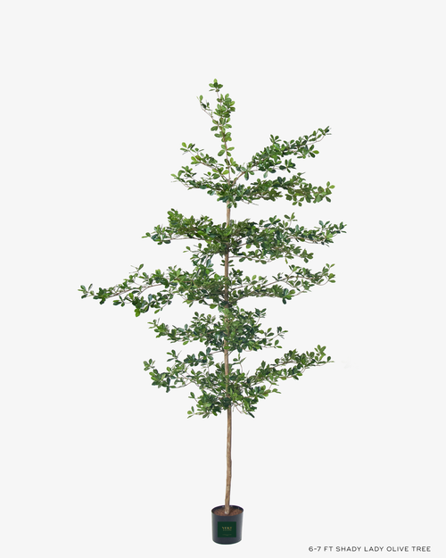Shady Lady Olive Tree