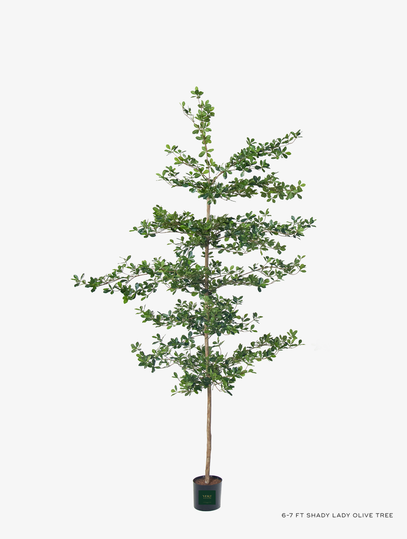 Shady Lady Olive Tree