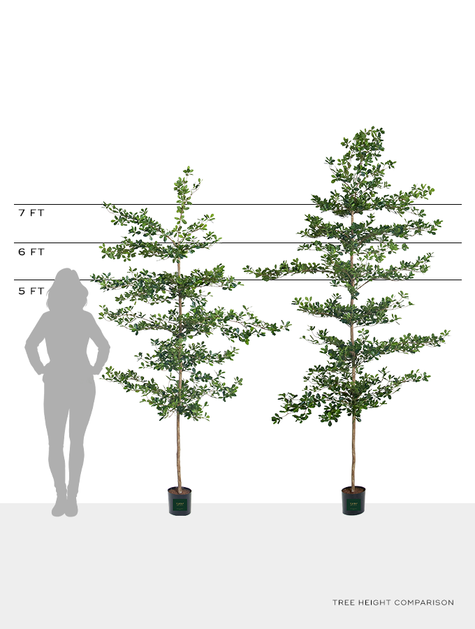 Shady Lady Olive Tree