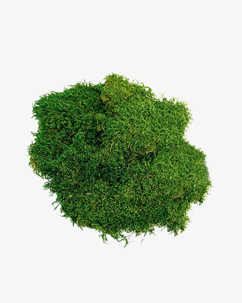 Preserved Sheet Moss