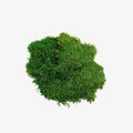 Preserved Sheet Moss