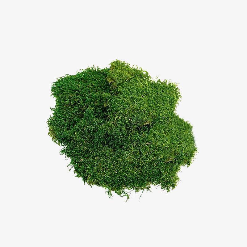 Preserved Sheet Moss