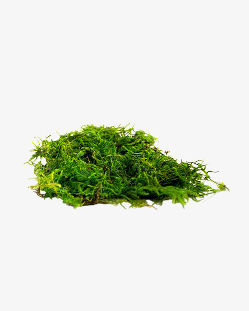 Preserved Strand Moss