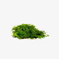 Preserved Strand Moss