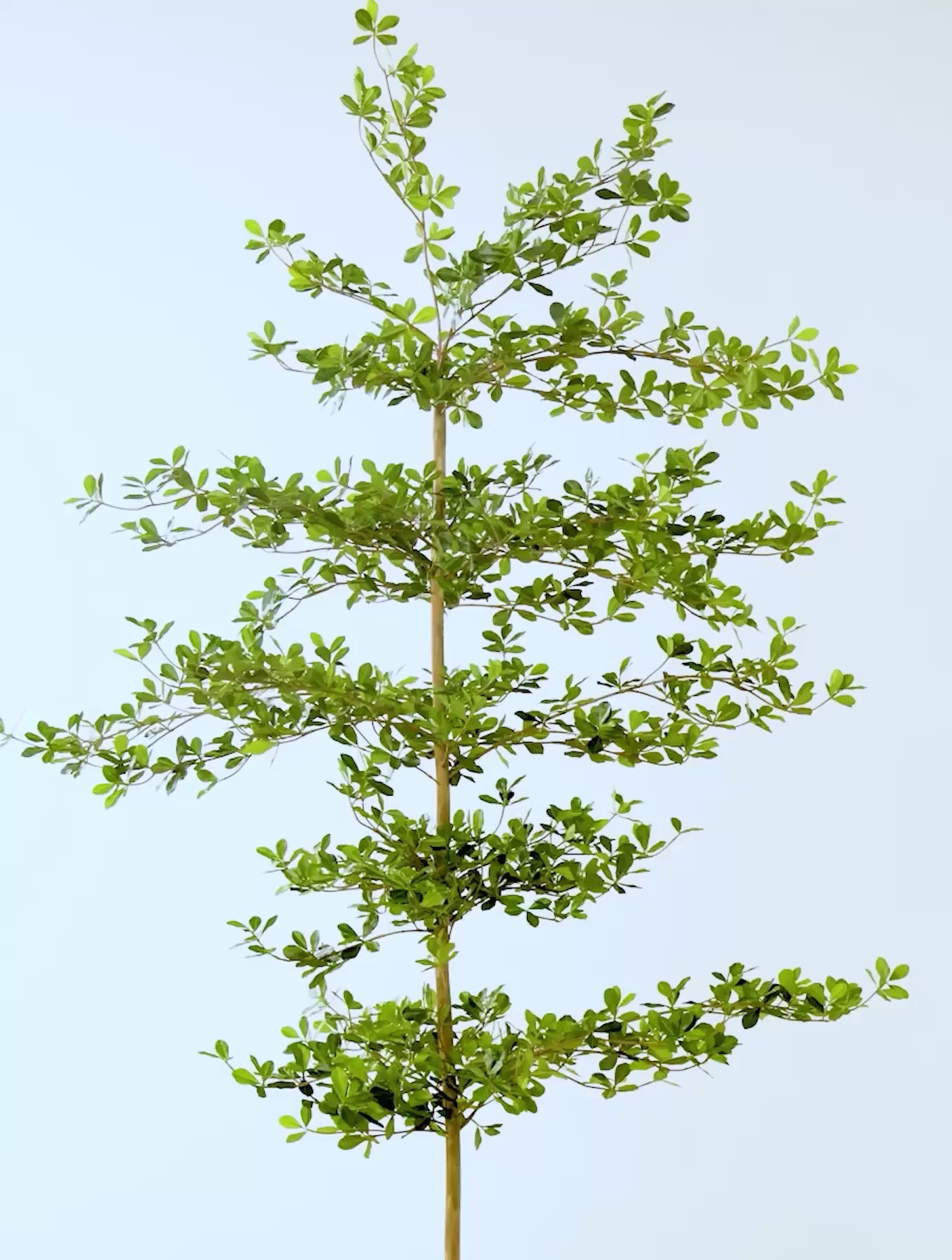 Shady Lady Faux Olive Tree – VERT HOUSE