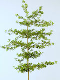 Shady Lady Faux Olive Tree