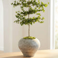 Morro Planter